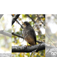 گونه سارگپه چشم سفید White-eyed Buzzard